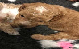 Cockapoo dogs for sale: 4 Beautiful female cockerpoos  - Image 25
