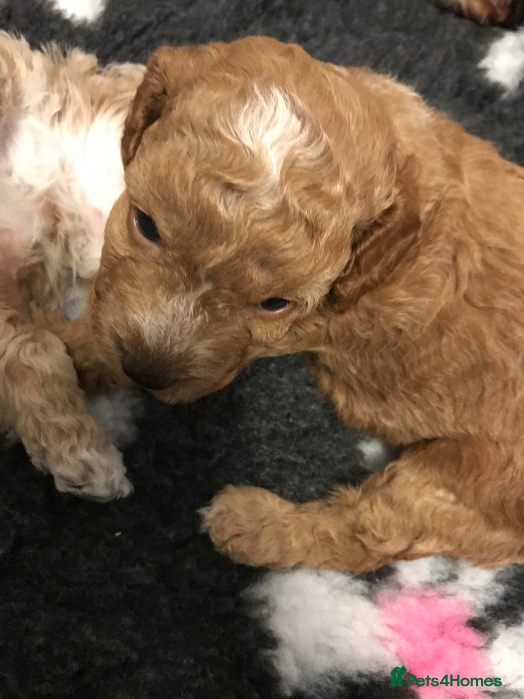 Cockapoo dogs for sale: 4 Beautiful female cockerpoos  - Image 25