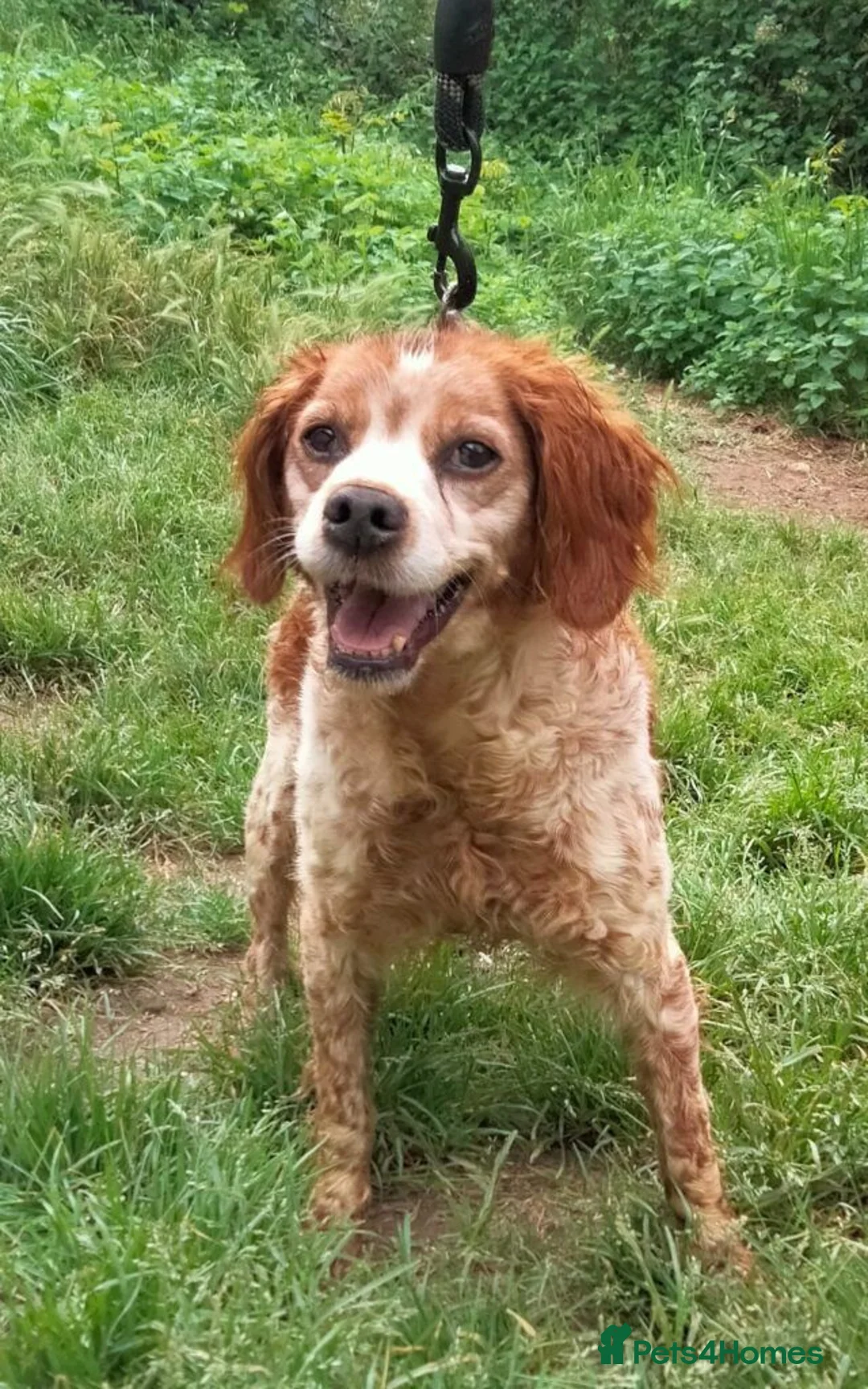Brittany Spaniel dogs for adoption: Quira in Ilfracombe - Advert 1