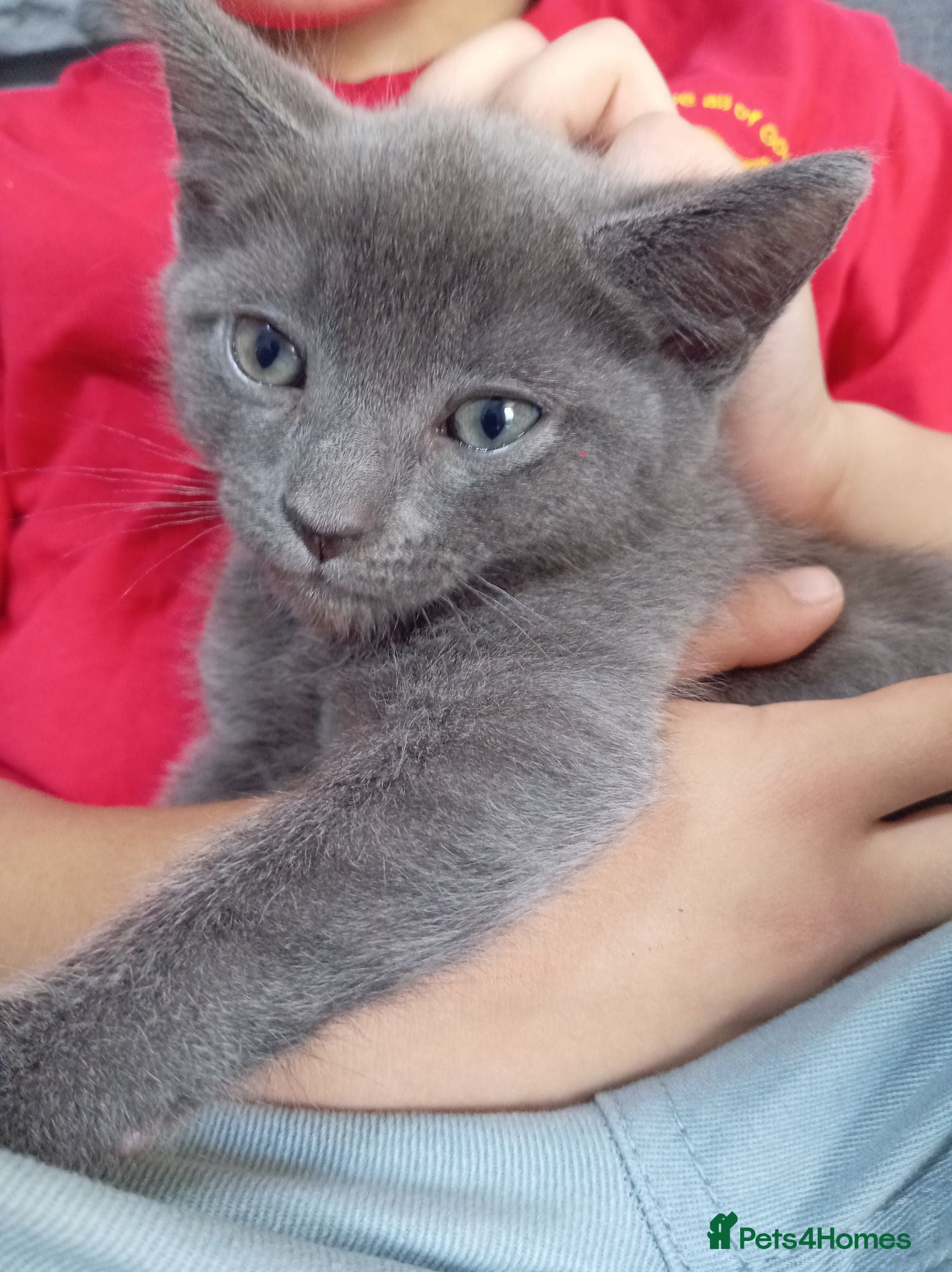Mixed Breed cats Grey little kitten - Advert 1