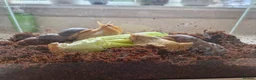 Snails invertebrates for sale: Albino Giant African Landsnails in Beverley - Advert 3