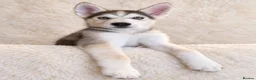 Siberian Husky dogs for sale: Stunning puppies ready to leave  - Advert 11