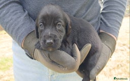 Cockerdor dogs for sale: Gorgeous cockador Puppies - Image 6