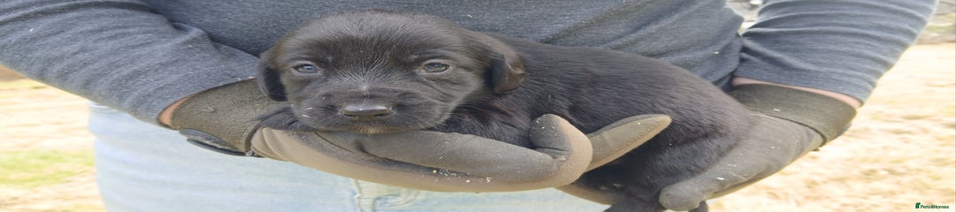 Cockerdor Puppy 1