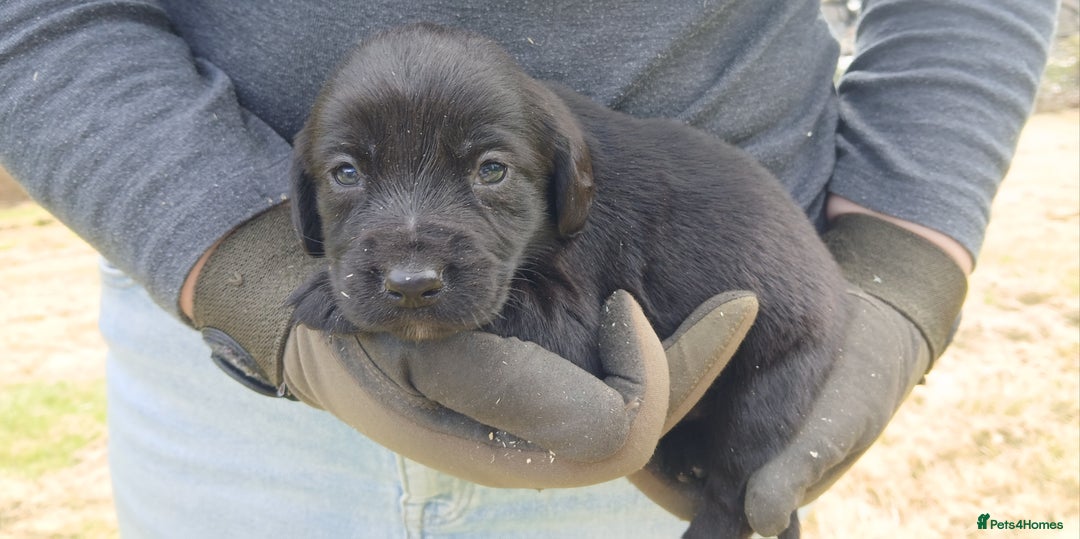 Cockerdor dogs for sale: Gorgeous cockador Puppies - Image 6