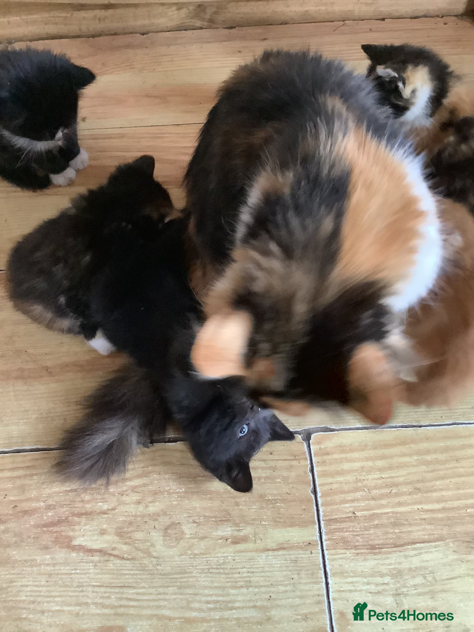 Mixed Breed cats Beautiful kittens - Advert 3