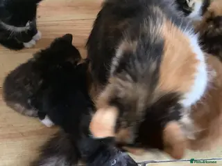 Mixed Breed cats Beautiful kittens - Advert 2