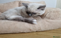 Ragdoll cats for sale: Ragdoll kittens  - Image 6