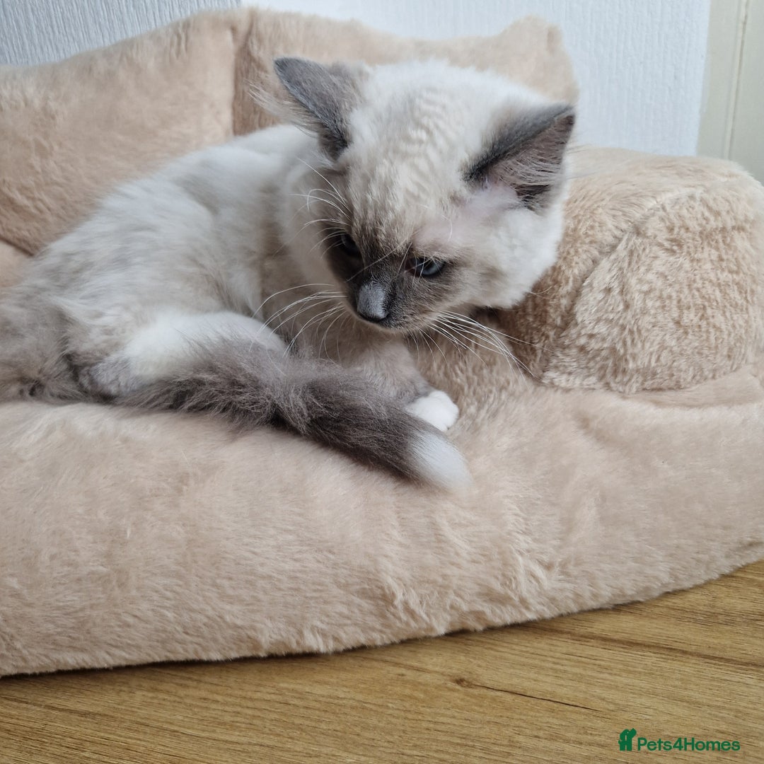 Ragdoll cats for sale: Ragdoll kittens  - Image 6