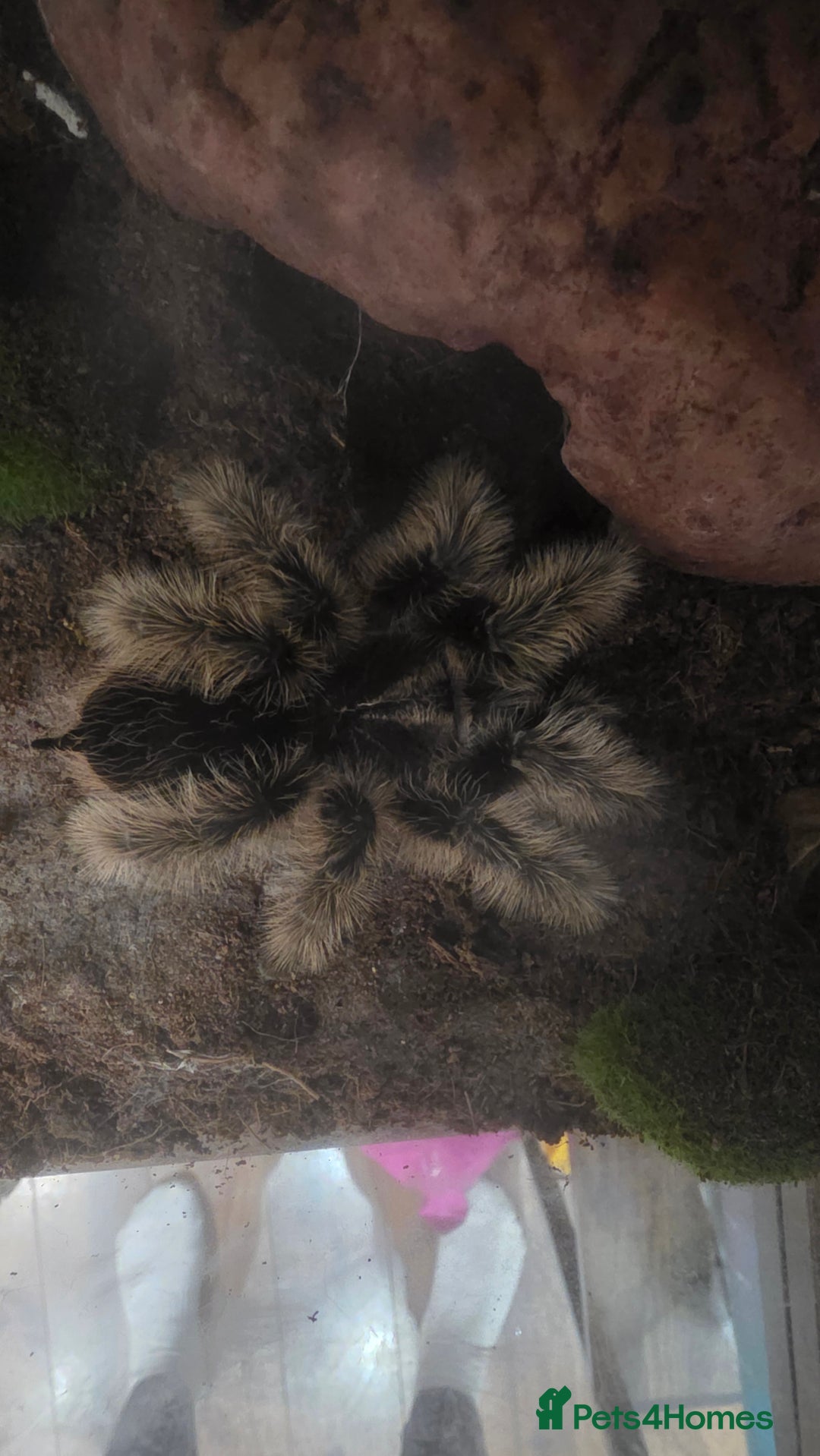 Spiders invertebrates for sale: Tarantula Collection 10 spiders  - Image 4