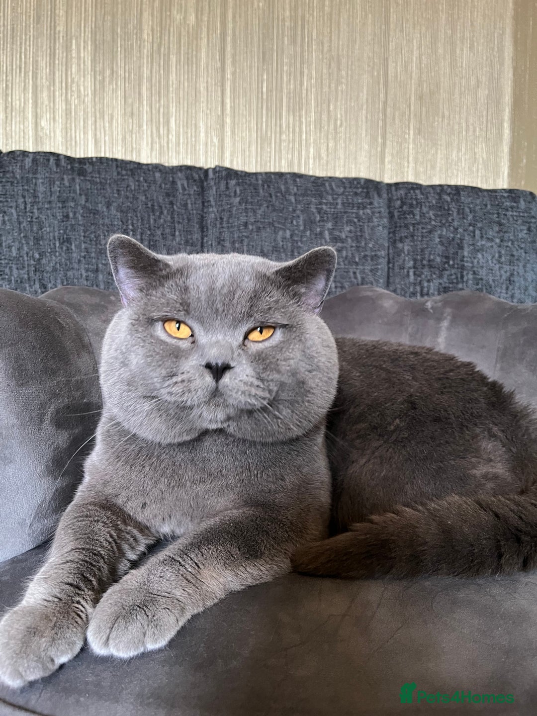 British Shorthair cats for sale: Our gorgeous boy  - Image 5