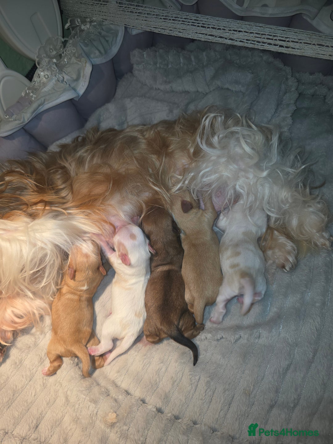 Yorkshire Terrier dogs for sale: wonderful puppies yorkshire terrier - Advert 2