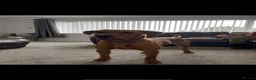 Labrador Retriever dogs for stud:  Haggis no fee until proven! KC Reg FOX RED   - Advert 5