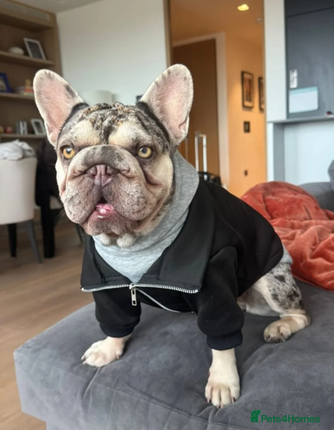 French Bulldog dogs for sale: 8 French Bulldogs in Romford - Advert 1