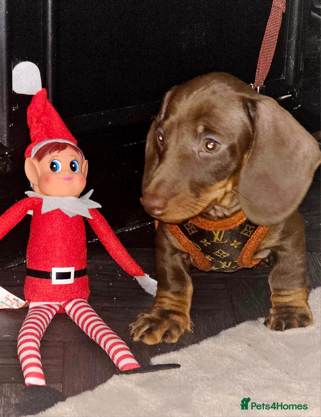 Miniature Dachshund dogs for sale: 🐾 KC Registered Miniature Dachshund Puppy Boy 🐾 - Advert 4