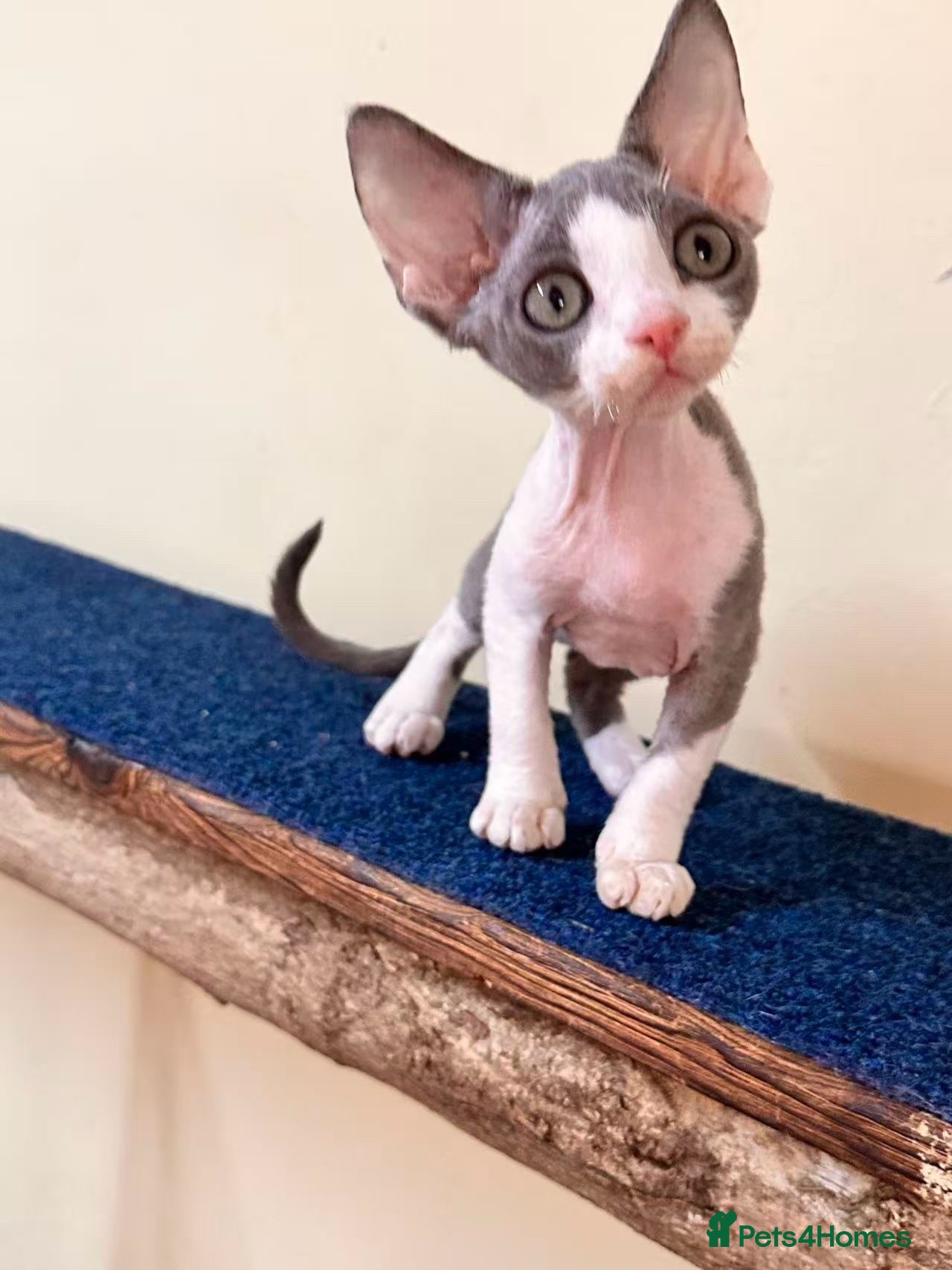 Devon Rex cats beautiful Devon Rex kittens  - Advert 2