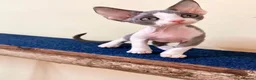 Devon Rex cats for sale: beautiful Devon Rex kittens  - Advert 15