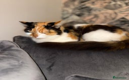 Mixed Breed cats for sale: Domestic long haired female cat  - Advert 7