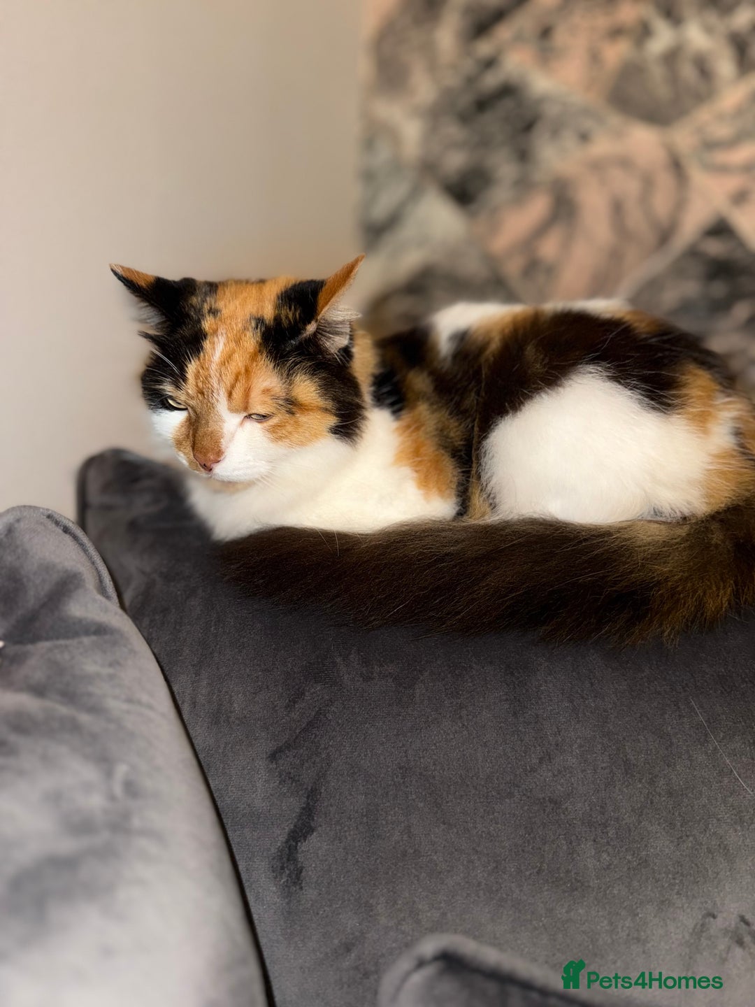 Mixed Breed cats for sale: Domestic long haired female cat  - Advert 7