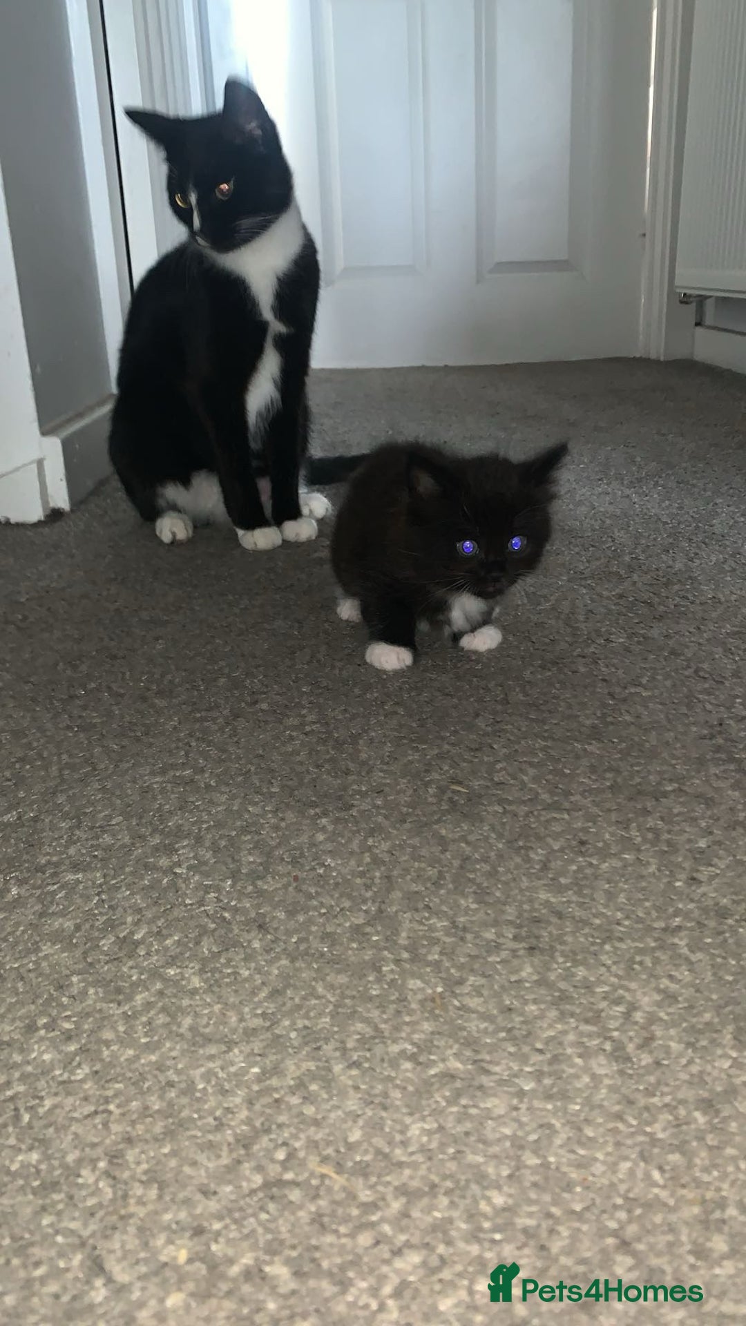 Mixed Breed cats for sale: 2 male kittens for sale  - Image 5