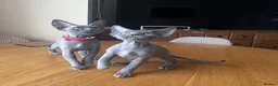 Devon Rex cats for sale: Solid blue pedigree kittens available  - Advert 17