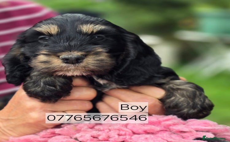 Cockapoo dogs - Advert 14