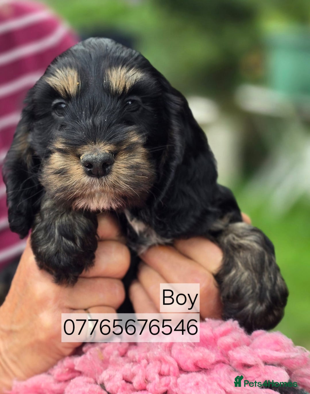 Cockapoo dogs for sale: Show Cockapoo Puppies Homebred Domestic Licence - Image 1