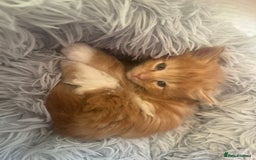 Ragdoll cats for sale: ✨ Ragdoll mix kittens ✨ - Image 7