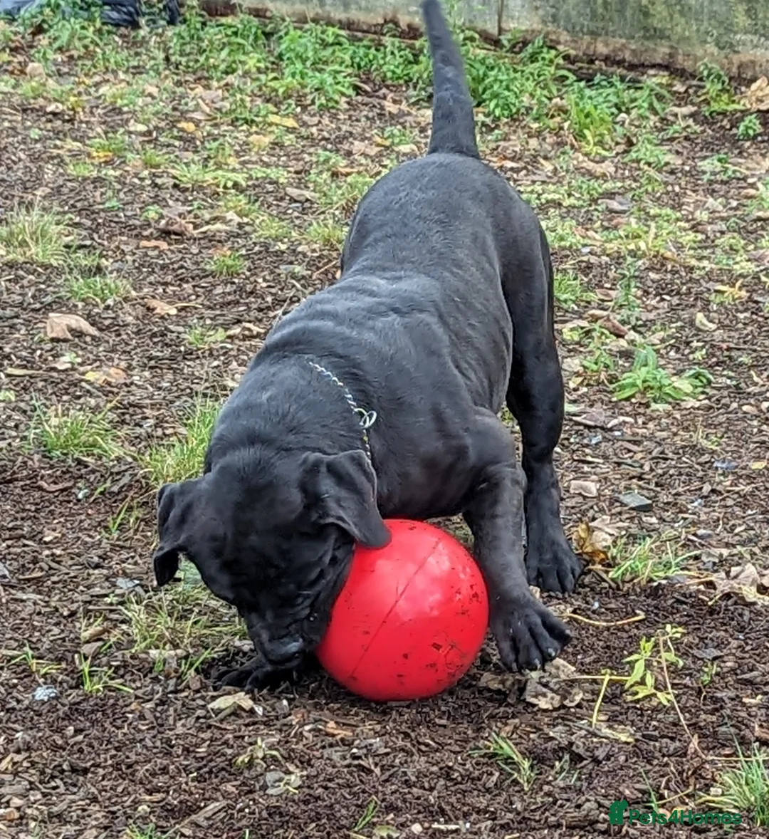 Mastiff dogs for stud: Black Boerboel for Stud in Batley - Advert 6