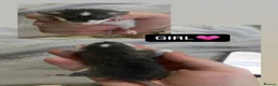 Rat rodents for sale: Baby Dumbo Rats  - Advert 5