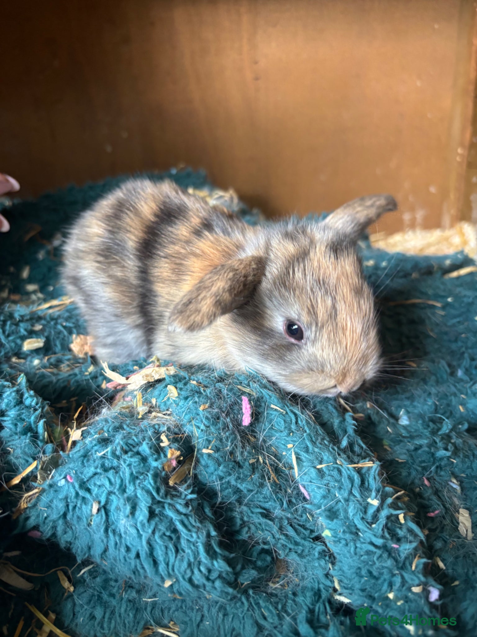 Mini Lop rabbits 6 mini lops  - Advert 2