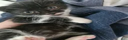 Mixed Breed cats for sale: Black cats  - Advert 7