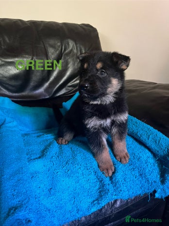 German Shepherd puppies for sale in England | Pets4Homes