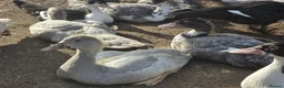 Ducks poultry for sale: Beautiful muscovy ducks in Hawick - Advert 4