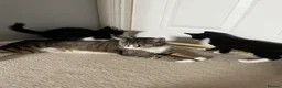 Mixed Breed cats for sale: 3 x Gorgeous Kittens Left  in Bournemouth - Advert 12