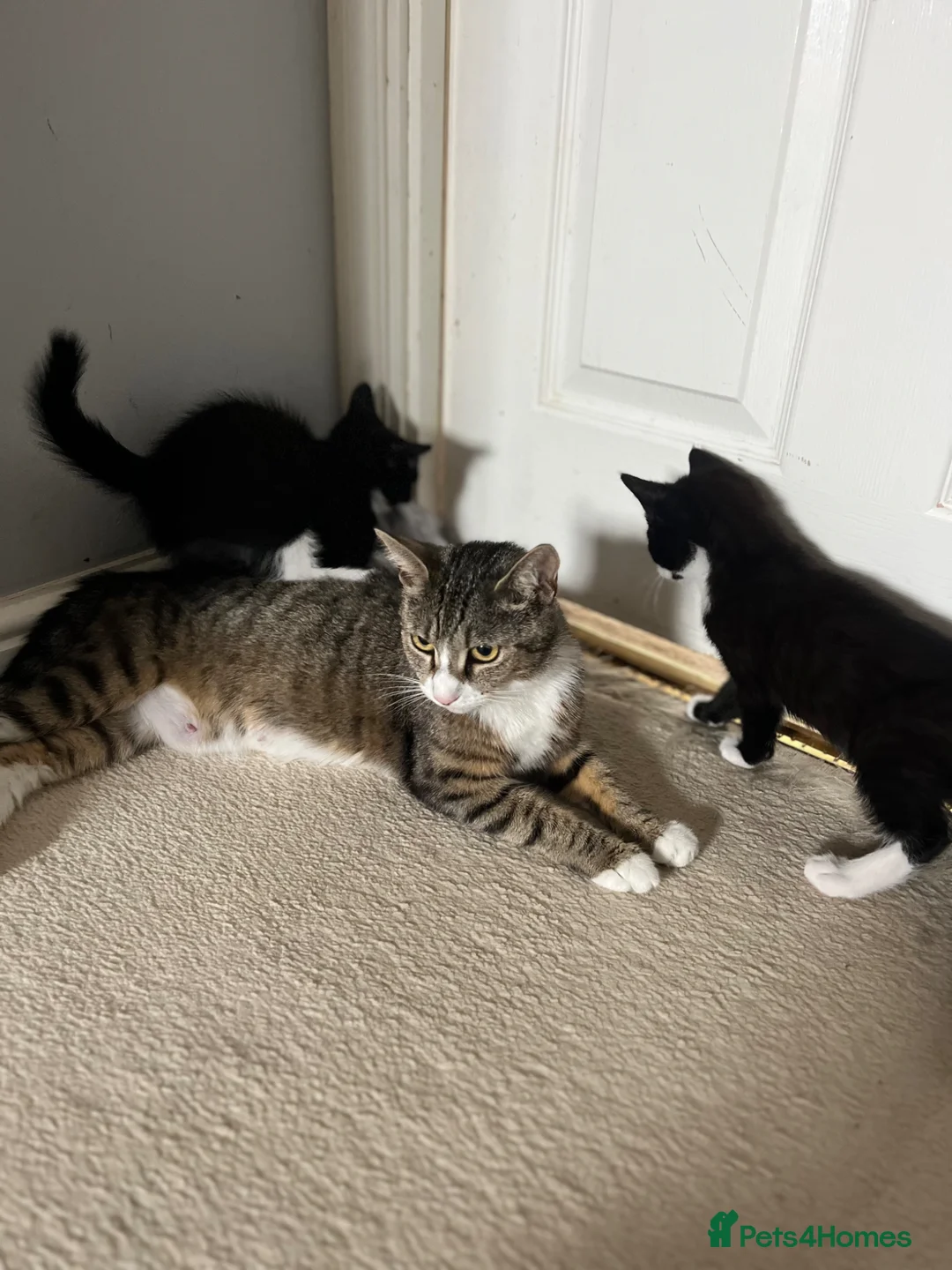 Mixed Breed cats for sale: 3 x Gorgeous Kittens Left  in Bournemouth - Advert 12