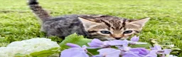 Bengal cats for sale: Beautiful Bengal kittens  - Advert 21