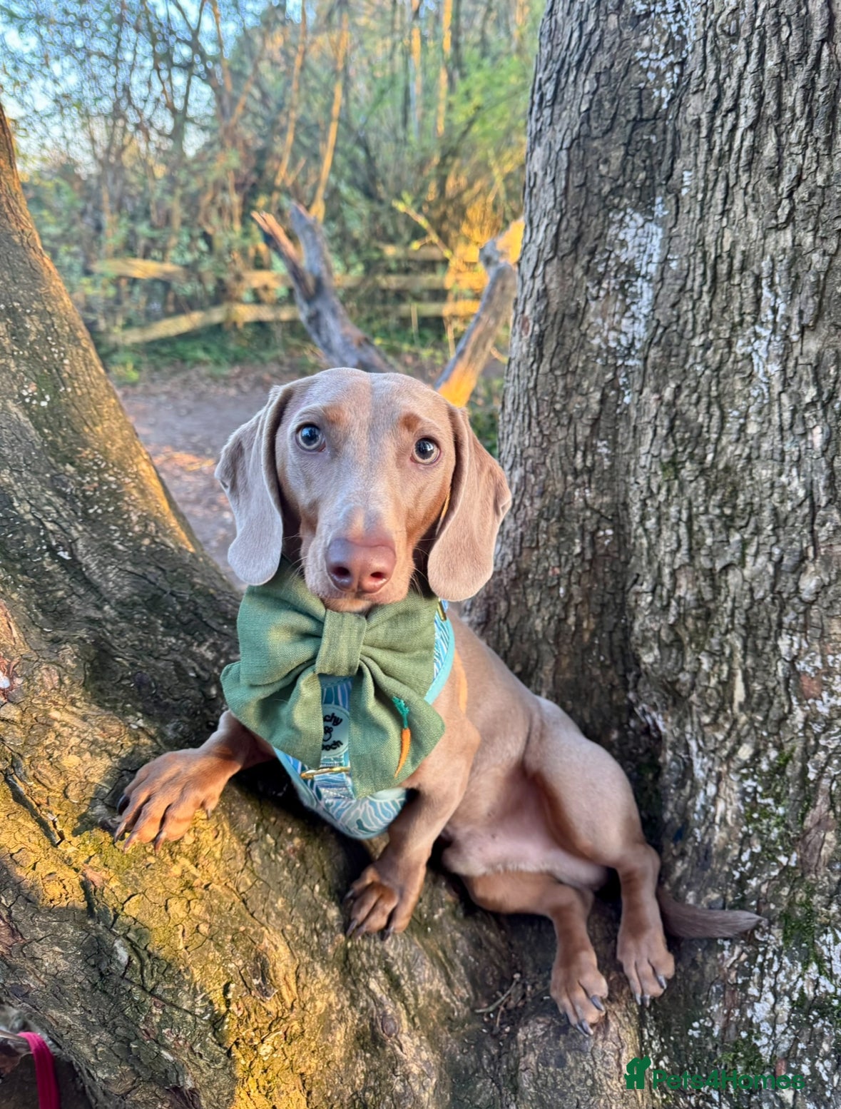 Miniature Dachshund dogs Isabella miniature dachshund (stud) - Advert 4