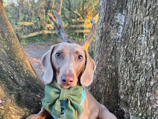 Miniature Dachshund dogs Isabella miniature dachshund (stud) - Advert 4