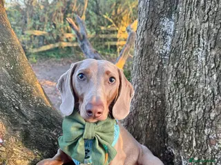 Miniature Dachshund dogs Isabella miniature dachshund (stud) - Advert 8