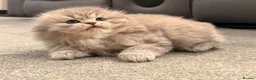 Scottish Fold cats for sale: Scottish Fold and Scottish straight kittens. - Advert 37