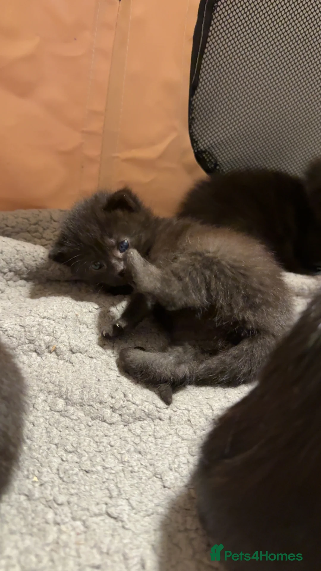 Mixed Breed cats for sale:     Beautiful Kittens Looking For Loving Homes 🖤 in Rossendale - Advert 2