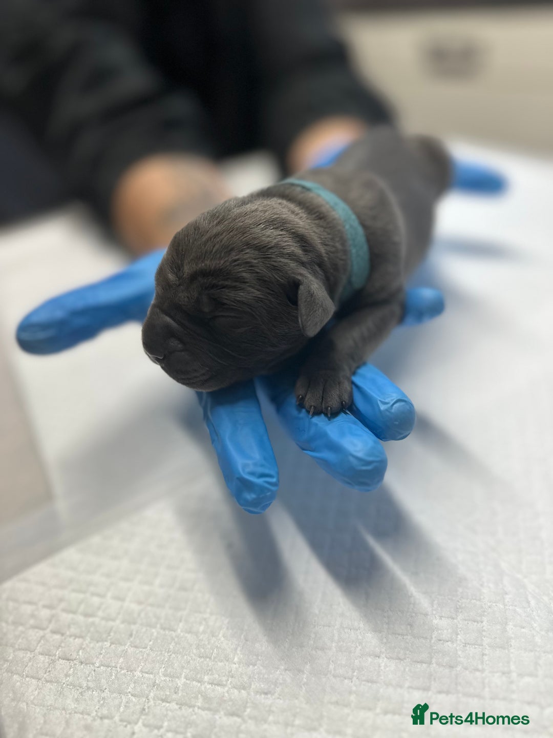 Cane Corso dogs for sale: Lupo D’Italia Kennels - Image 10