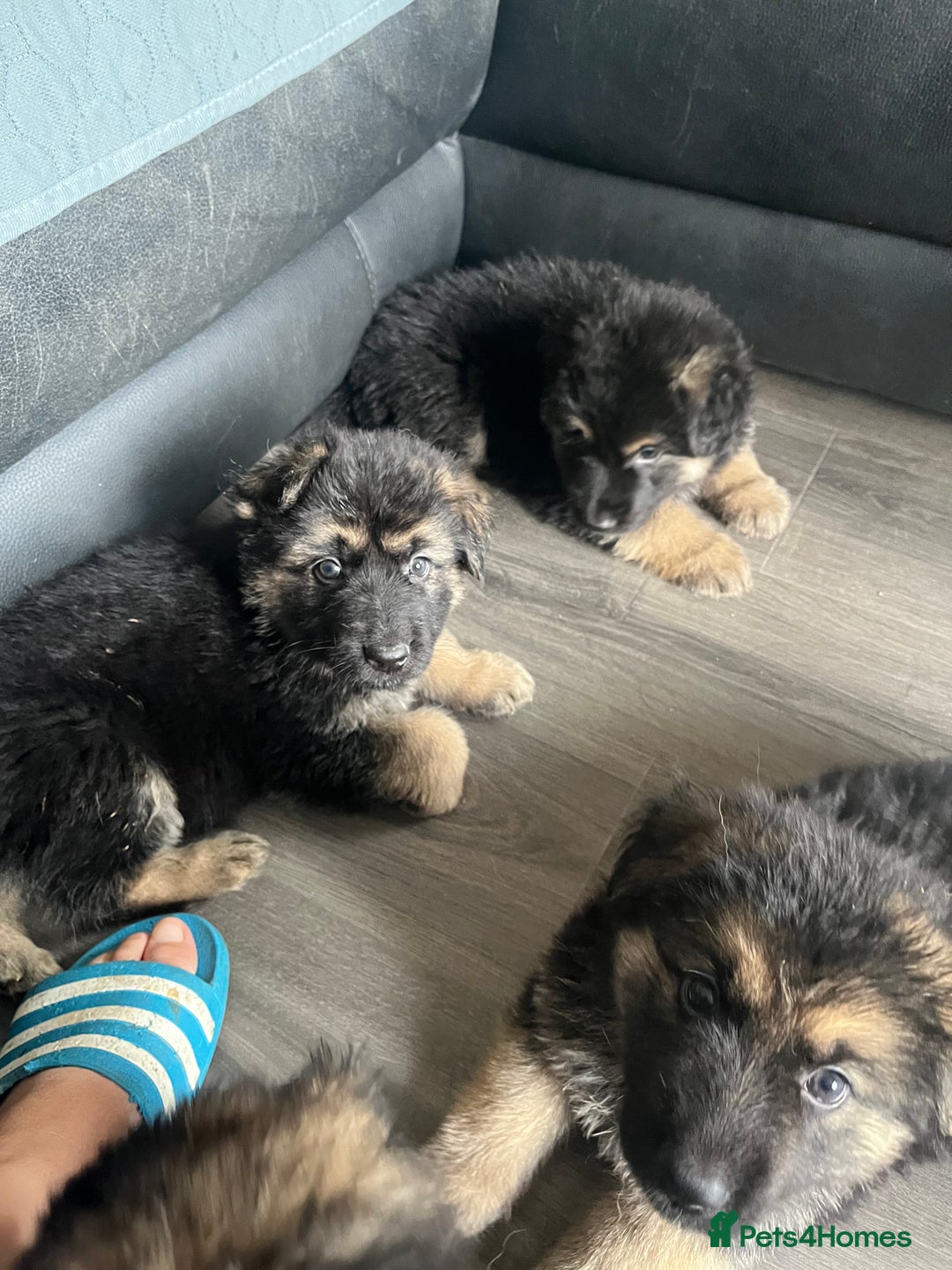 German Shepherd dogs for sale: Amazing fluffy German shepherd puppies  - Image 3