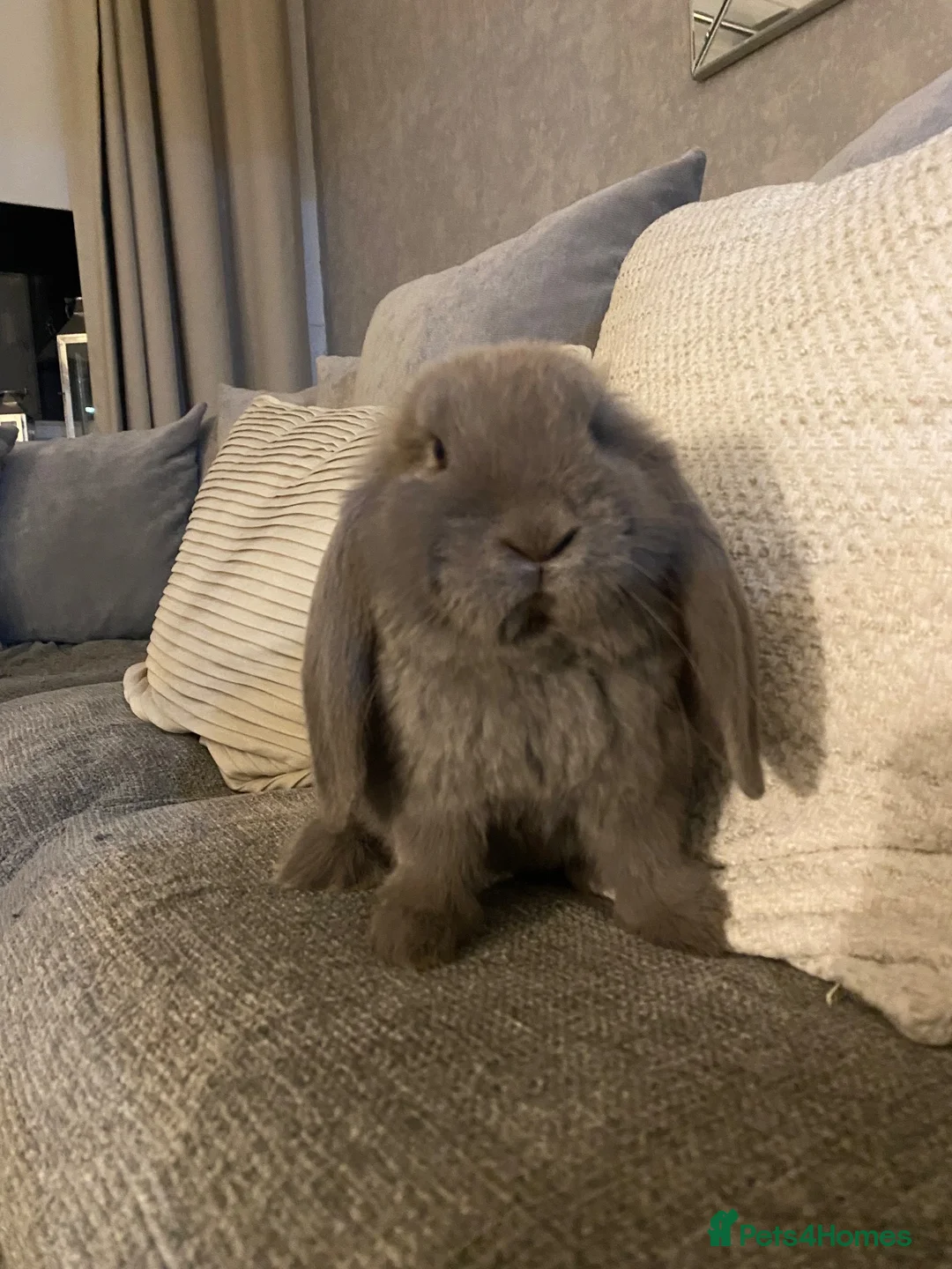 French Lop rabbits for sale: French lop last one of litter  - Advert 8