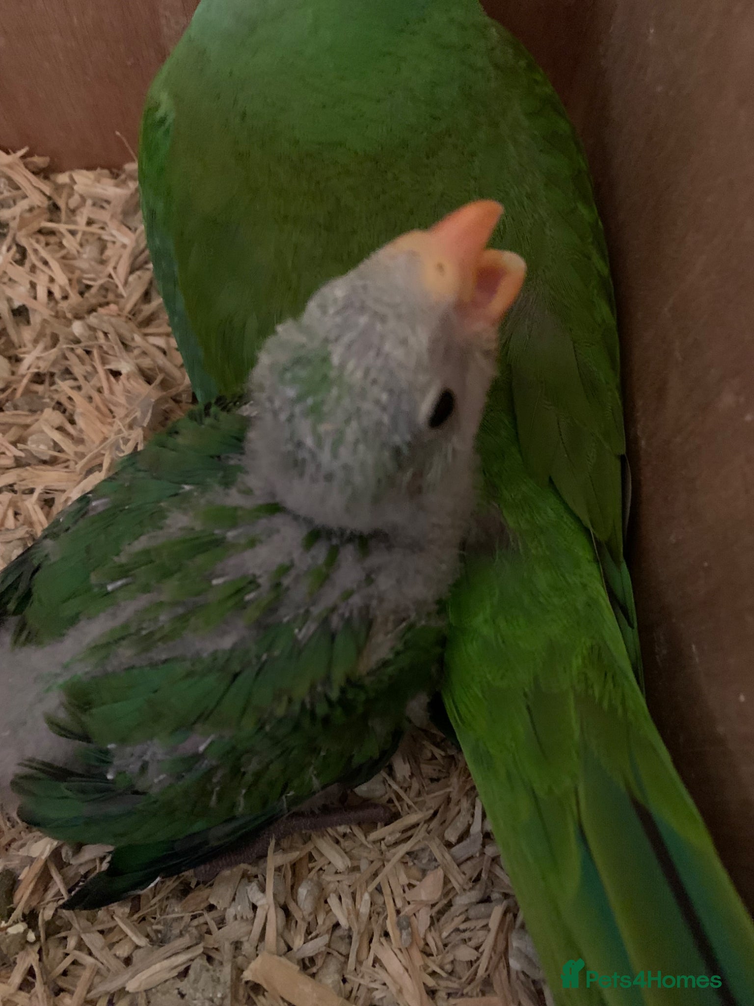 Ringnecks birds Hand rearing tame barabands parakeets  - Advert 2