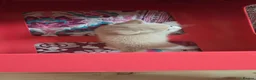 British Shorthair cats for sale: British short haired kittens  - Advert 5