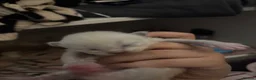 Ragdoll cats for sale: Ragdoll kittens (reservations open!) in Carnoustie - Advert 7