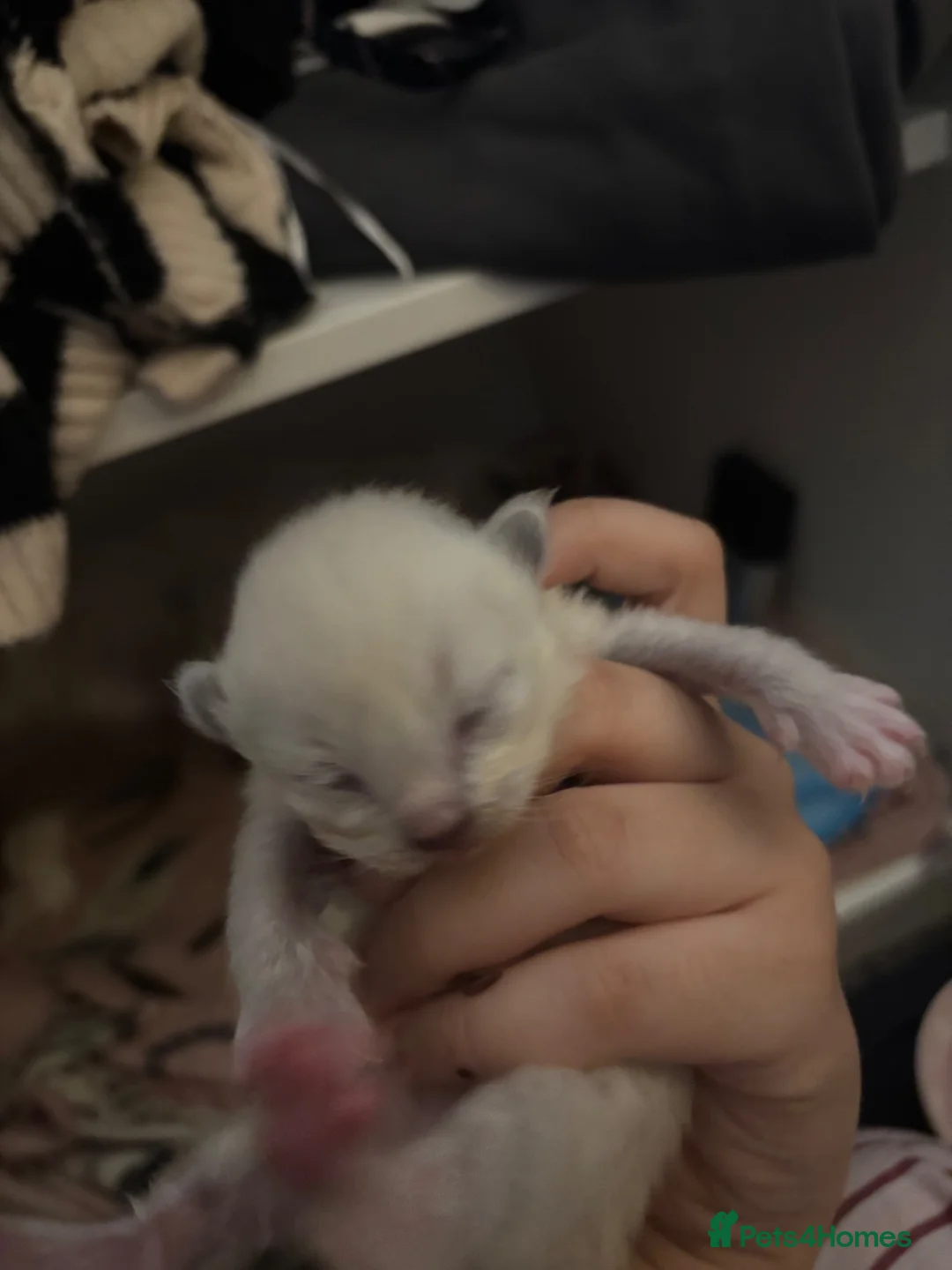 Ragdoll cats for sale: Ragdoll kittens (reservations open!) in Carnoustie - Advert 7