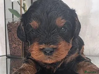 Cavapoo dogs Exquisite F1 Toy Cavapoos - Advert 1